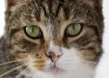 Top 5 Cat Symptoms