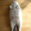 obesity in cats