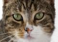Good News If You Are a Cat Allergy Sufferer