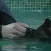 Cat Receives Hydrotherapy For Arthritis