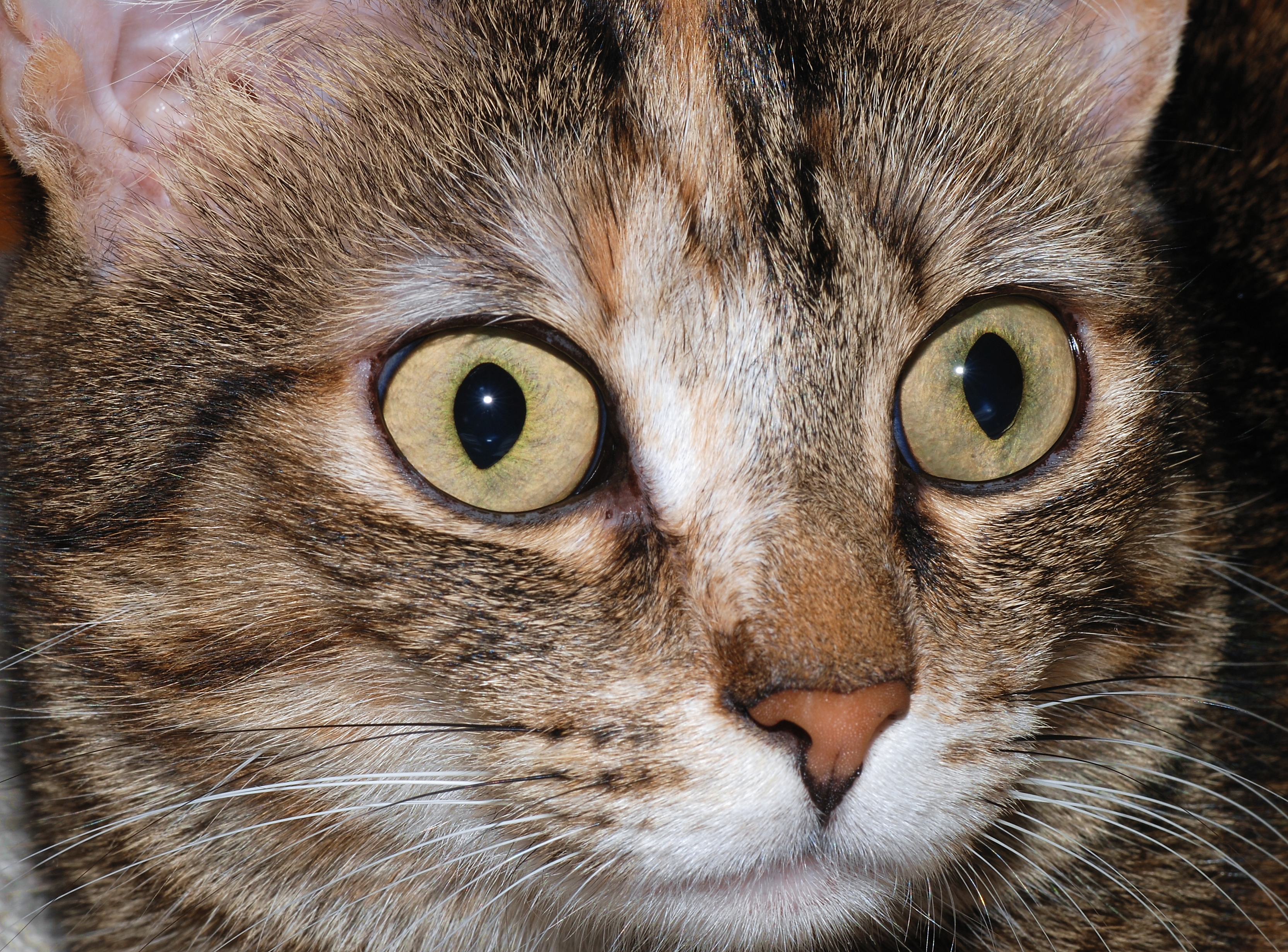 cat eyes Archives - Cat Diabetes & Cat Care