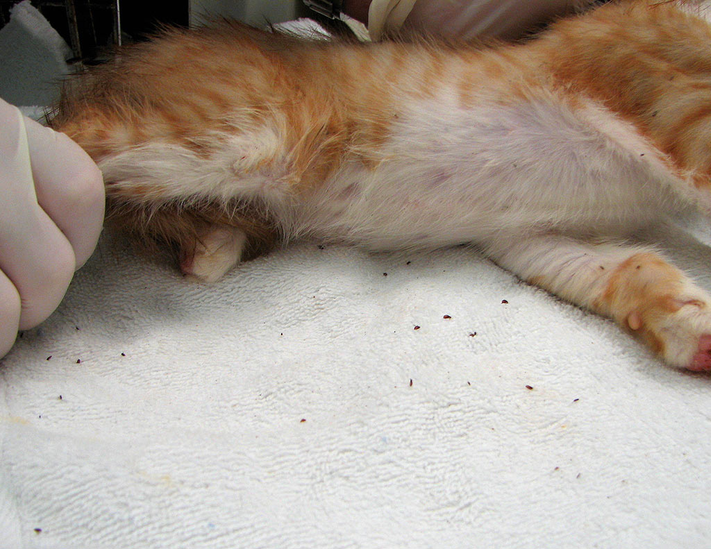 How Does An Indoor Cat Get Fleas? Cat Diabetes & Cat Care