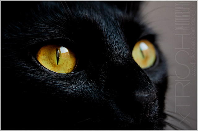 Conjunctivitis in cats