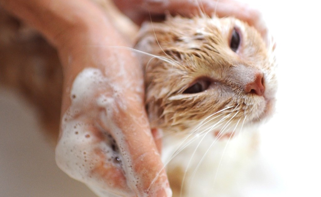 cat bath 