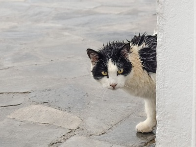 taking a feral cat to the vet