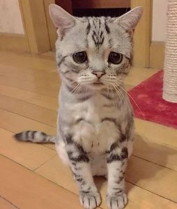 emotional cat