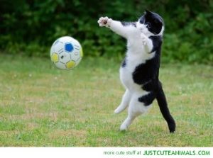 football cat