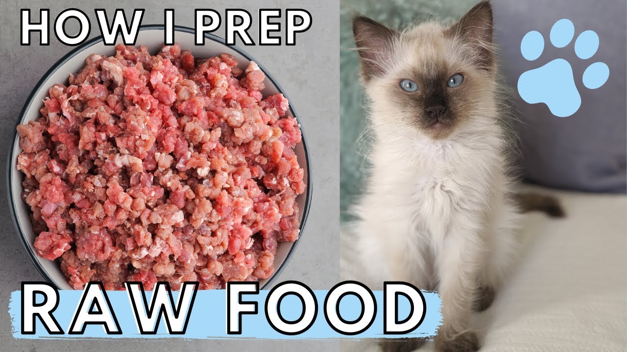 How to Prep RAW CAT FOOD Cat Diabetes & Cat Care